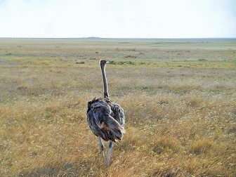Ostrich - Ngorongoro Crater Tanzania Wildlife tourism